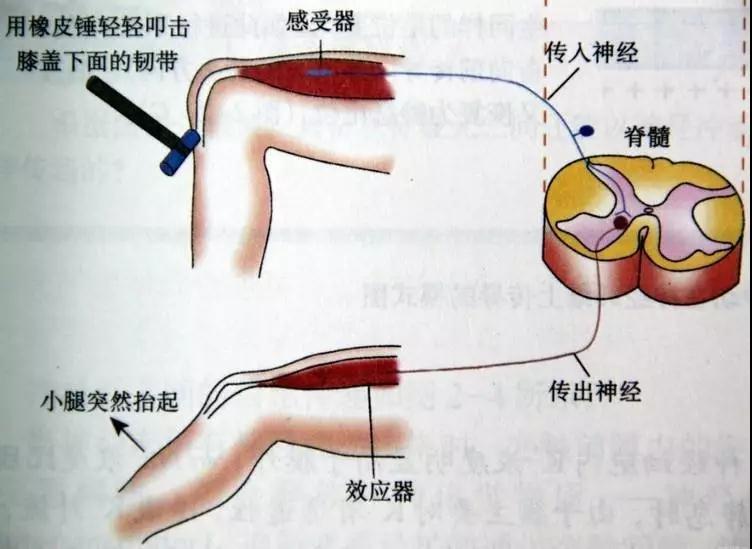 在核電說起控制系統(tǒng)很多人都會想到DCS，那到底，什么是DCS呢？作為一篇正經(jīng)的科普文章當(dāng)然要引經(jīng)據(jù)典，這樣才顯得高大上！DCS是什么？DCS系統(tǒng)又叫集散控制系統(tǒng)或者分散控制系統(tǒng)，是一種以微處理器為基礎(chǔ)，采用控制功能分散顯示、操作集中、兼顧分而自治和綜合協(xié)調(diào)的設(shè)計原則的儀表控制系統(tǒng)。目前DCS系統(tǒng)在電力、冶金、石化等行業(yè)中都有廣泛的應(yīng)用