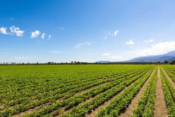 　　来自美国爱荷华州立大学的植物科学家已经开发出了一种可以贴在植物上的小型石墨烯传感器，为研究人员和农民提供了更多的数据，从而可以带来更加稳健的年度收获。  图片来自材料牛 　　基于石墨烯的新型传感器可以为农民提供更精确的测量，以确定农作物需要多长时间才能充分发挥其潜力