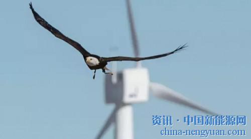                                                                                                                                                 
	　　杜克能源可再生能源公司（Duke Energy Renewables）已经下达了24台IdentiFlight的订单，作为禽类保护计划的一部分安装在怀俄明州的“世界之巅”风电项目。

	　　