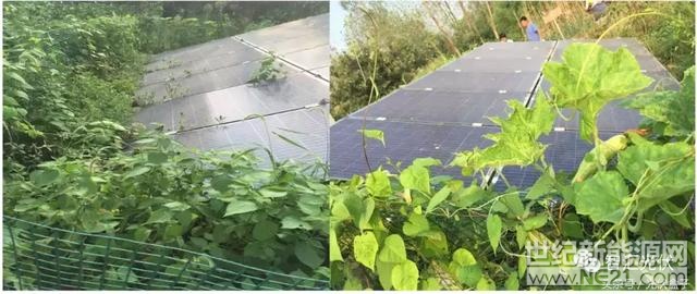 你还在为自己光伏电站里杂草丛生，形成遮挡影响发电量而苦恼不已吗？



（杂草丛生的光伏电站）

80kW的光伏电站，我们可以采用人工除草；如果扩大10000倍，800MW的光伏电站，面积足足有20平方公里，30000亩！如何除草？

青海共和这个800MW的光伏电站，请来了一批特殊的除草工人！





如果，你们公司正在受到杂草的困扰，那就快快请几个“羊义工到你家电站吧！！！



温馨提示：请妥善收拾、整理好电站的电缆连接线，不要被“羊义工”给伤着了。

光伏电站