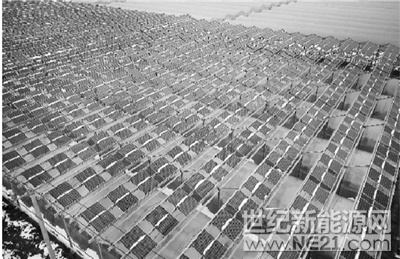  

圖為1月28日航拍的江蘇省南通市首個(gè)光伏生態(tài)農(nóng)業(yè)大棚示范項(xiàng)目。該生態(tài)農(nóng)業(yè)光伏大棚示范項(xiàng)目裝機(jī)容量814.2KW，在占地約1.2萬平方米的農(nóng)田內(nèi)架設(shè)4.855米高的鋼結(jié)構(gòu)，頂部安裝2760塊295wp的單晶硅光伏組件，共覆蓋18個(gè)蔬菜大棚