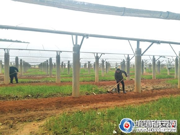 

村民正在光伏設(shè)備下勞作

“現(xiàn)在是陰天，也在發(fā)電。電站建好了，我們還在這些設(shè)備下面的空地進(jìn)行中草藥種植，專門(mén)聘請(qǐng)了村里以及周邊村的貧困戶，這段時(shí)間，幾乎每天都有50多個(gè)員工在務(wù)工