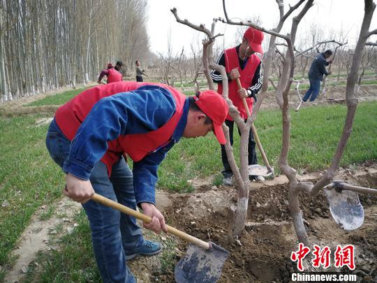 
　　志愿服務(wù)隊(duì)隊(duì)員幫助村民修補(bǔ)棗林地埂?！⊥跣≤姟z

　　“春耕開始，我一個(gè)人干地里的活，至少半個(gè)月，現(xiàn)在駐村工作隊(duì)志愿者來了半天就忙完了