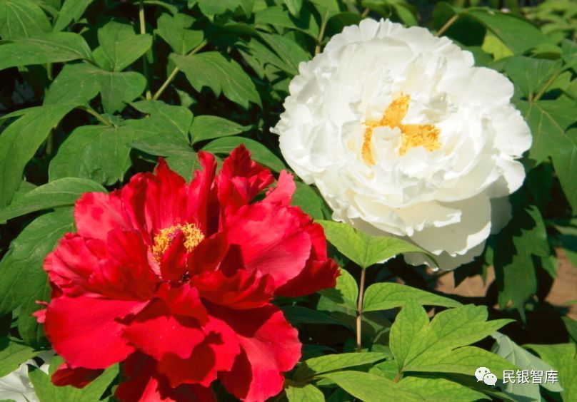 原标题：沙特阿拉伯国家概况、投资机遇及风险分析（民银智库国别报告之十八）             前言：为服务国家“一带一路”倡议、助力工商企业“走出去”及商业银行国际化，民生银行研究院将陆续推出国别研究系列报告。本期报告概述了沙特的基本国情、经济状况、政策环境、国际机构评级状况及近年来与我国经贸往来情况，重点分析了我国工商企业在沙特的投资机遇和风险，以及中资银行在沙特的发展机遇和面临的挑战，最后提出了对策建议（如需报告全文，请与文末联系人联系）