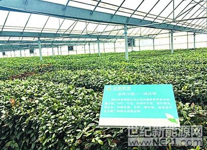 
 
“随着天气转暖，即墨茶陆续进入采摘期。”即墨区农业局有关负责人昨日在接受采访时表示，逐渐成长的“即墨茶”渐入青岛茶叶版图