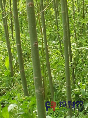 原标题：投融界专访江苏速生竹柳及抗震房屋建设项目张荣            投融界讯 随着经济的快速发展、人口的持续增加和城镇化进程的加速，国家建设、社会发展和人们日常生活对纸张和工业制造的板材需求高速增涨。在国家实施六大林业工程以后，生产木材任务落到了人工林项目上，进而促进了速生林的快速发展