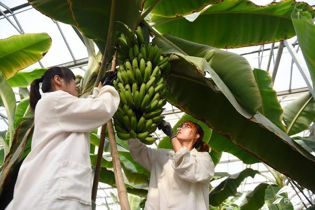 原标题：南果北种千鸟争鸣 菏泽煤炭塌陷区复垦让土地再生活力            齐鲁网菏泽4月18日讯天鹅戏水、白鹭点水，候鸟来了就不愿迁徙，牡丹昂首、绿荫低垂，遍地百花盛开惹人忘返……4月踏青月，在山东能源新矿新巨龙公司农业园，这一集“农、林、牧、渔、游”于一体的诗意地带，迎来了百花争艳、千鸟争鸣、万木争荣的好景象，彩绘着工业农业化、农业湿地化的国企改革印记。  设施农业大棚内，职业农民正在护理南方引进的香蕉树