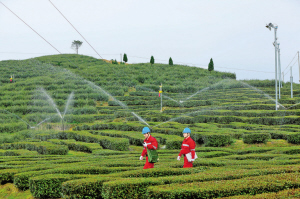 
　　浙江泰順縣供電公司工作人員深入各茶葉生產(chǎn)基地，義務(wù)排查用電線路隱患。項(xiàng)靜靜 攝

　　僅憑一張身份證就能完成新房電表過戶手續(xù)，通過手機(jī)APP就能“一次都不跑”開具電子發(fā)票，根據(jù)客戶線上線下行為積累的海量數(shù)據(jù)形成360度畫像，定制個(gè)性化營銷服務(wù)……全面聚焦客戶需求，創(chuàng)新服務(wù)模式，這些國家電網(wǎng)公司在新時(shí)代實(shí)踐“人民電業(yè)為人民”的場(chǎng)景，已在浙江成為現(xiàn)實(shí)