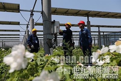  4月19日，安徽省宿州市埇桥供电公司新河供电所员工在埇桥区光伏牡丹基地检查维护光伏发电设备。为助力当地农业经济发展,埇桥供电公司组织员工，对埇桥区光伏牡丹基地的光伏发电设备进行定期巡查维护，保障光伏牡丹基地可靠供电