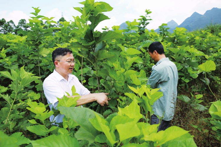 
　　廣西南寧上林縣云桃村第一書記馮久齡和貧困戶一起摘桑葉?！↑S瑜爽 攝

　　4月15日，廣西召開2016—2017年度“美麗廣西”鄉(xiāng)村建設(shè)（扶貧）工作隊(duì)工作總結(jié)表彰暨新選派隊(duì)員動(dòng)員會(huì)，廣西電網(wǎng)公司成為唯一榮獲2016—2017年度“美麗廣西”鄉(xiāng)村建設(shè)（扶貧）先進(jìn)后盾單位的駐桂央企，廣西電網(wǎng)公司扶貧工作領(lǐng)導(dǎo)小組辦公室榮獲“自治區(qū)脫貧攻堅(jiān)先進(jìn)集體”稱號(hào)，扶貧干部馮久齡、韋崢、羅偉等3位同志榮獲“優(yōu)秀