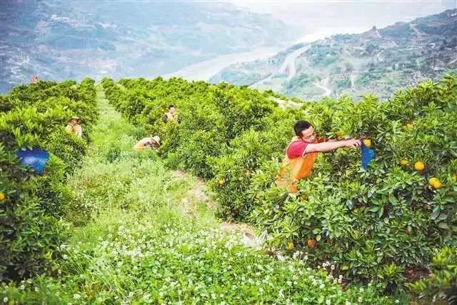 原标题：在行动 | 生态与人文 成奉节招商引资两张牌            核心提示 奉节，古称夔州，今誉诗城，坐拥夔门，扼守三峡，自然秀美，人文优美，正可谓“好山好水好风光，有诗有橙有远方”。  “‘生态’与‘人文’是我们的两个宝贝