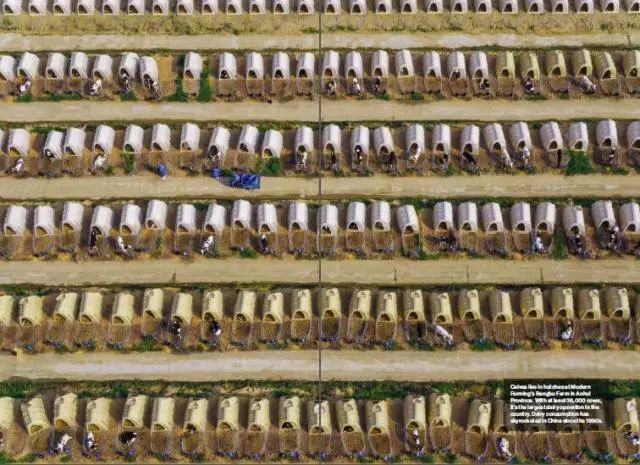 原标题：震撼！登上美国《国家地理》杂志的中国牧场             国家地理 在安徽省现代牧业的蚌埠牧场里，牛犊们住在犊牛岛上一排排的小屋中。现代牧业的这座牧场至少拥有3.6万头奶牛，是中国最大的牛奶供应基地