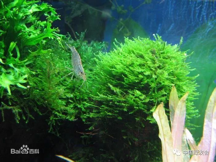 原标题：绿会拟设“海产业专项基金”，传承钱学森第六次产业革命理念            5月11日下午，中国绿发会秘书长在京会见了海南海产业工程中心（筹）方良才先生一行，探讨拟设立的中国绿发会“海产业专项基金”的有关细节。 此项工作是由中国科协原副主席、中国绿发会名誉理事长、中国绿发会促进沙产业发展专项基金负责人刘恕推动进行的