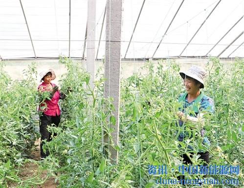                                                                                                                                                                     
	圖為前羊村菜農(nóng)在光伏大棚內(nèi)忙碌著。崔仲愷攝

	　　眼下正是蔬菜上市季節(jié)，日前，記者走進(jìn)山東省新泰市翟鎮(zhèn)一個(gè)光伏蔬菜大棚，前羊村村民徐勤利正忙著采摘成熟的西紅柿