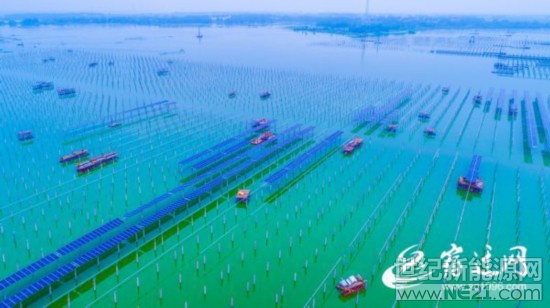 
 

7月30日上午，赤日炎炎，泗洪天岗湖光伏发电应用领跑基地一片繁忙，工人们正挥汗如雨，打桩作业。

该项目占地面积1.5万余亩，计划总投资40亿元，年税收1亿元