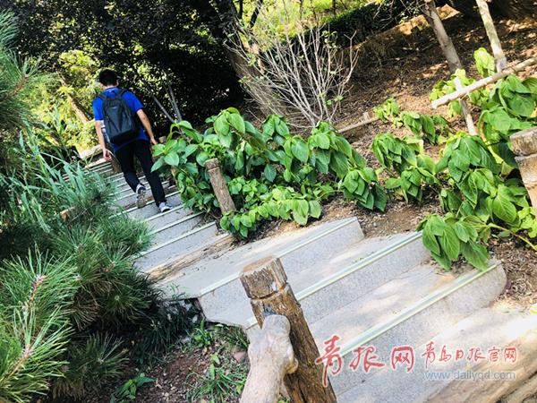 　　山上安裝照明設(shè)施工程復(fù)雜、造價高，前期線路鋪設(shè)、后期維護和電費等成本一直困擾著園林公司，而光儲能“螢火蟲”卻解決了這些難題?！　∏鄭u首條游山路環(huán)保節(jié)能微光亮化試點　　嘉定山引來“螢火蟲”　　可儲能發(fā)光，成本較路燈降三成　　“我和老伴每天吃完晚飯都會來嘉定山遛彎，這兩天天熱，山上有風，涼快